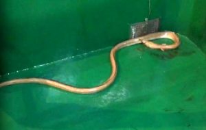 Dikenli yılan balığı’ Çanakkale’de ağlara takıldı