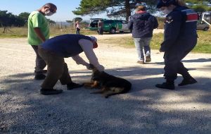 Biga’da 4 köpek zehirlenerek öldürüldü
